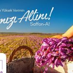 turkiyede-bir-ilk-safran-uretim-girisimi-fonlaniyor-K584ZrcJ.jpg