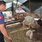mendereste-kurban-denetimi-MwSnrI1I.jpg