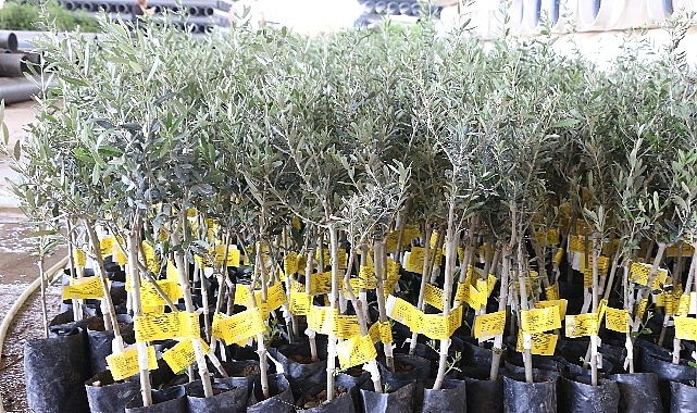 antalya-buyuksehir-belediyesi-10-biner-adet-ceviz-ve-zeytin-fidani-hibe-etti-AG97la3W.jpg