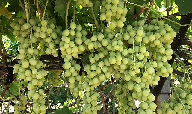 superior-seedless-cesidi-sofralik-uzumun-ihracat-yolculugu-basladi-xHpnYxsI.jpg