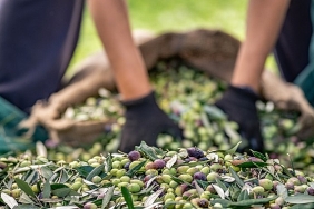 zeytin-ve-zeytinyagi-sektorunde-verimlilik-artiracak-avrupa-birligi-projesi.jpg