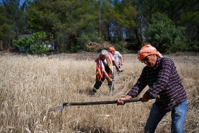 5-tonluk-bugday-yerel-ureticiye-nefes-olacak.jpg