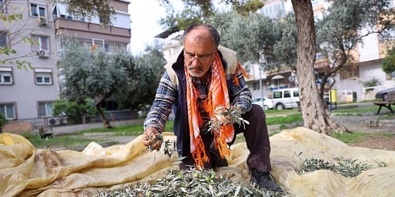 Buca’da zeytin hasadı zamanı