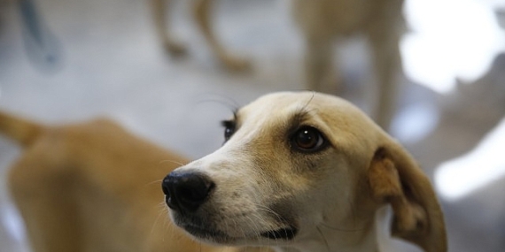 Büyükşehir’den Petshop sahiplerine ücretsiz eğitim