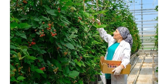 Seralarda sel felaketine   Elara Tarım’dan dirençli çözüm