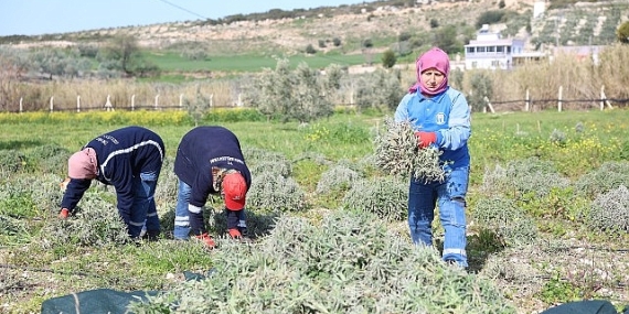 Didim Belediyesi’nden ‘Üreten Belediyecilik’ Uygulaması
