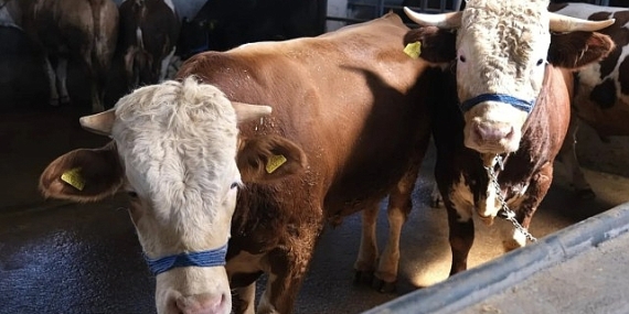 İnegöl Belediyesi Hayvan Pazarının Kotra İhale Tarihi Belli Oldu
